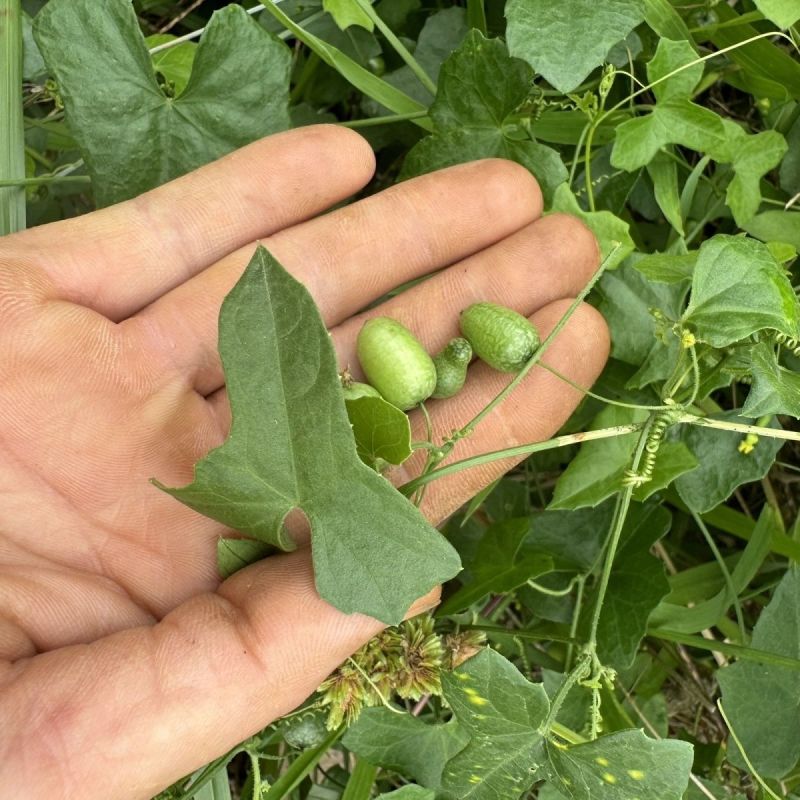 老鼠拉冬瓜种子马交儿土白蔹老鼠瓜果中草药一年生草本植