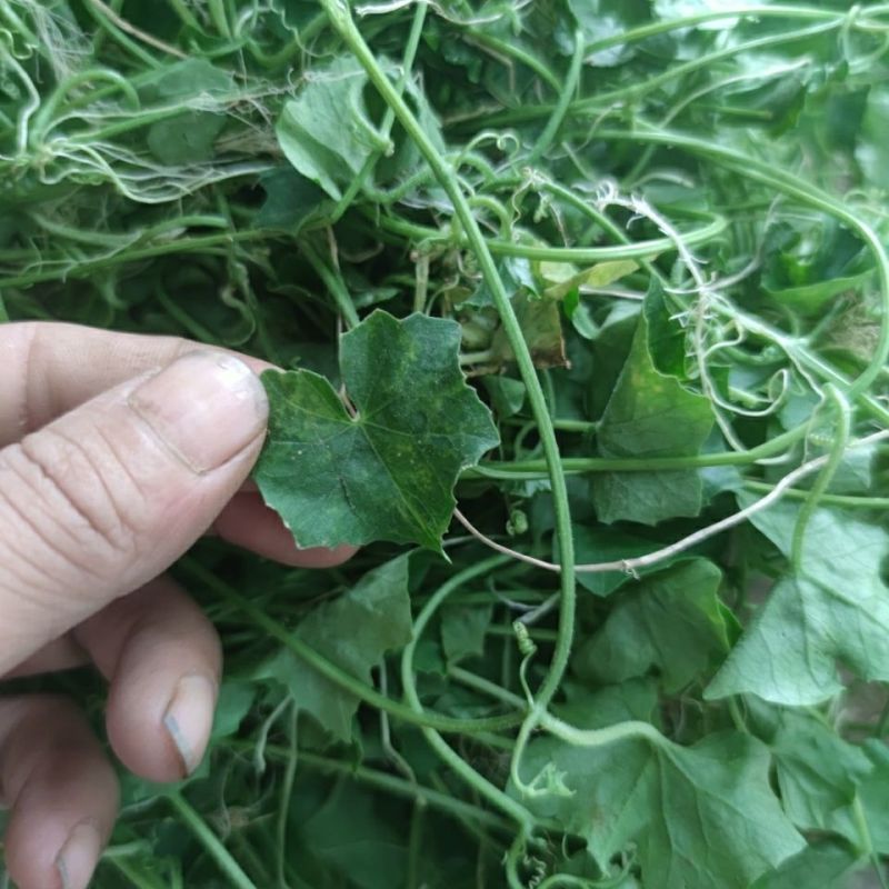 老鼠拉冬瓜种子马交儿土白蔹老鼠瓜果中草药一年生草本植