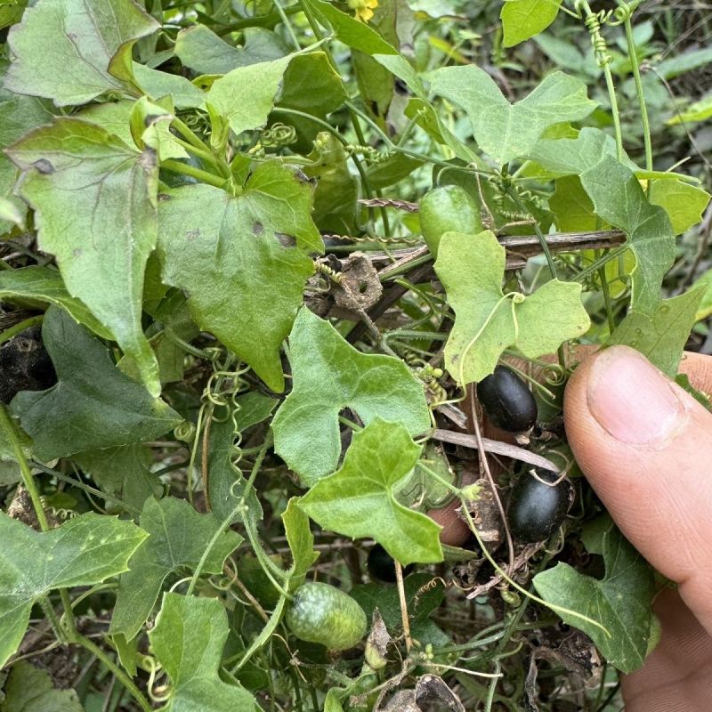 老鼠拉冬瓜种子马交儿土白蔹老鼠瓜果中草药一年生草本植