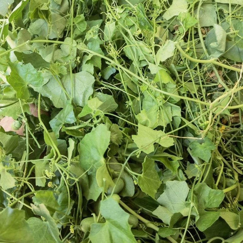 老鼠拉冬瓜种子马交儿土白蔹老鼠瓜果中草药一年生草本植