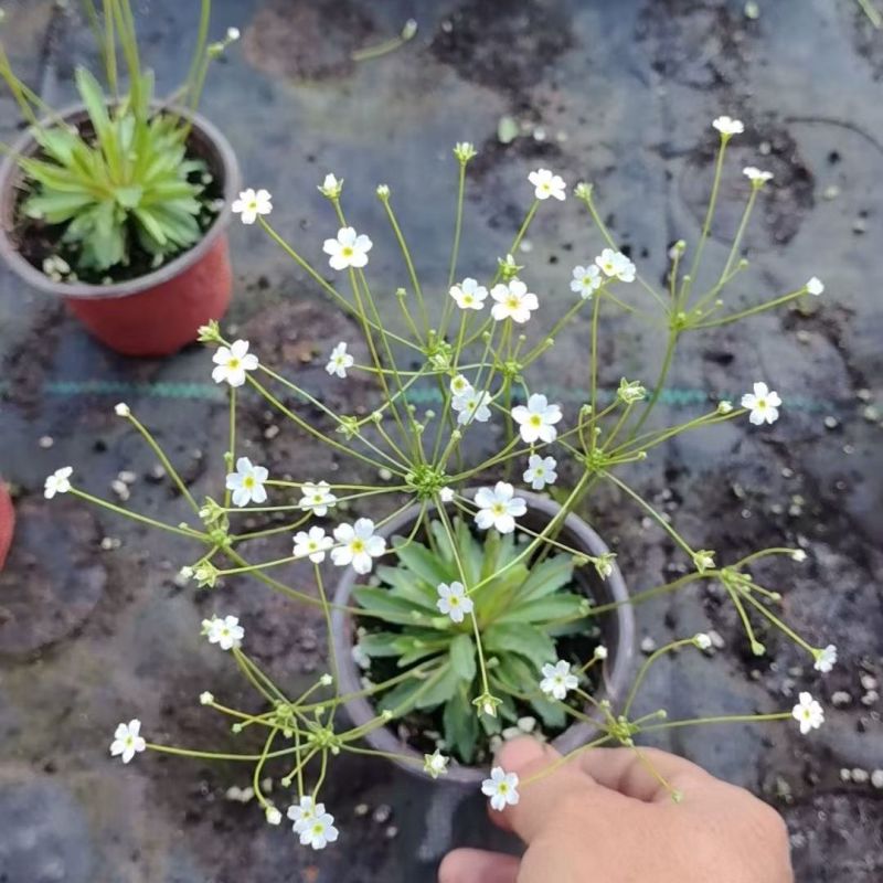 点地梅花草种子耐寒雪花盆栽唯美满天星小盆栽花卉种籽室内绿