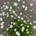 点地梅花草种子耐寒雪花盆栽唯美满天星小盆栽花卉种籽室内绿
