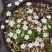 点地梅花草种子耐寒雪花盆栽唯美满天星小盆栽花卉种籽室内绿