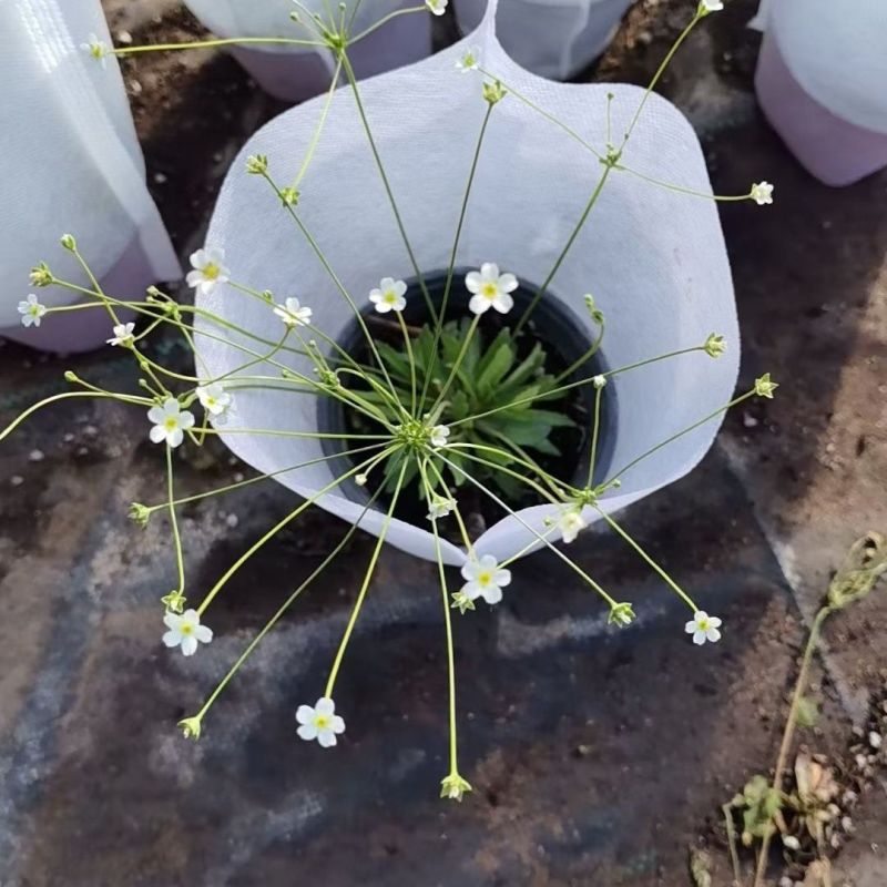 点地梅花草种子耐寒雪花盆栽唯美满天星小盆栽花卉种籽室内绿