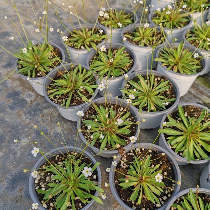 点地梅花草种子耐寒雪花盆栽唯美满天星小盆栽花卉种籽室内绿