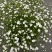 点地梅花草种子耐寒雪花盆栽唯美满天星小盆栽花卉种籽室内绿