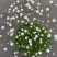 点地梅花草种子耐寒雪花盆栽唯美满天星小盆栽花卉种籽室内绿