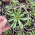 点地梅花草种子耐寒雪花盆栽唯美满天星小盆栽花卉种籽室内绿