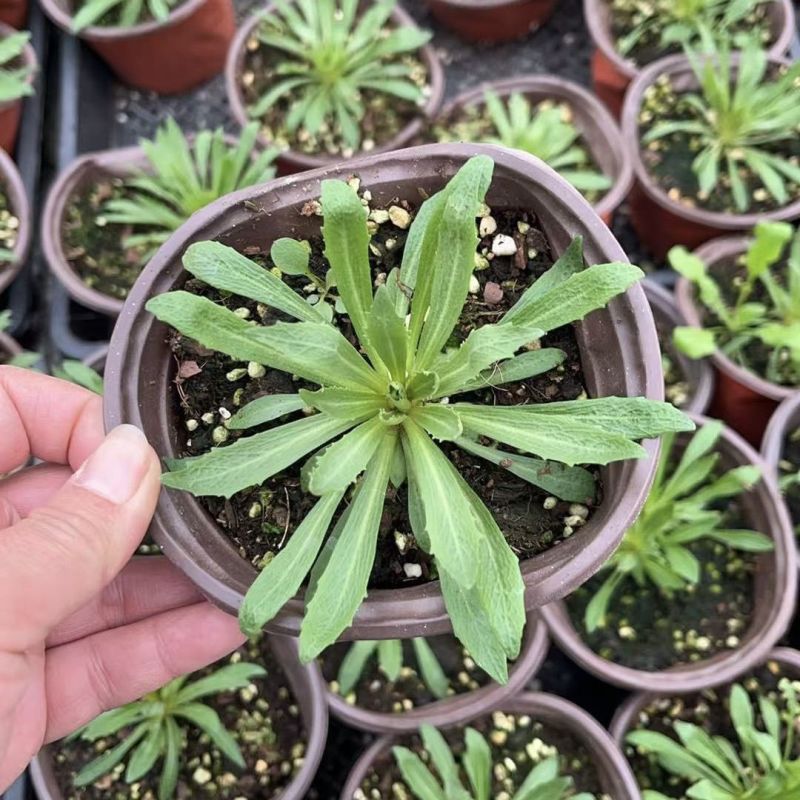 点地梅花草种子耐寒雪花盆栽唯美满天星小盆栽花卉种籽室内绿