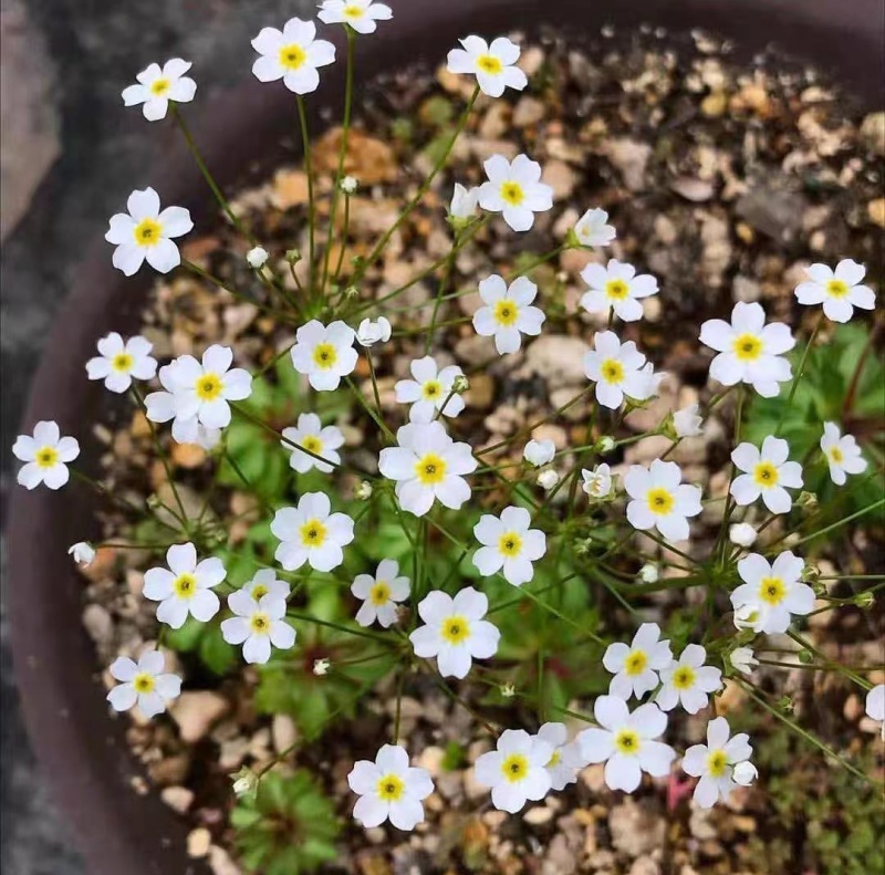 点地梅花草种子耐寒雪花盆栽唯美满天星小盆栽花卉种籽室内绿