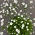 点地梅花苗迷你开花植物满天星小型窗台阳台花卉简单好养