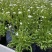 点地梅花苗迷你开花植物满天星小型窗台阳台花卉简单好养