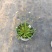 点地梅花苗迷你开花植物满天星小型窗台阳台花卉简单好养