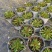 点地梅花苗迷你开花植物满天星小型窗台阳台花卉简单好养