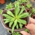 点地梅花苗迷你开花植物满天星小型窗台阳台花卉简单好养