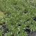 点地梅花苗迷你开花植物满天星小型窗台阳台花卉简单好养