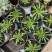 点地梅花苗迷你开花植物满天星小型窗台阳台花卉简单好养