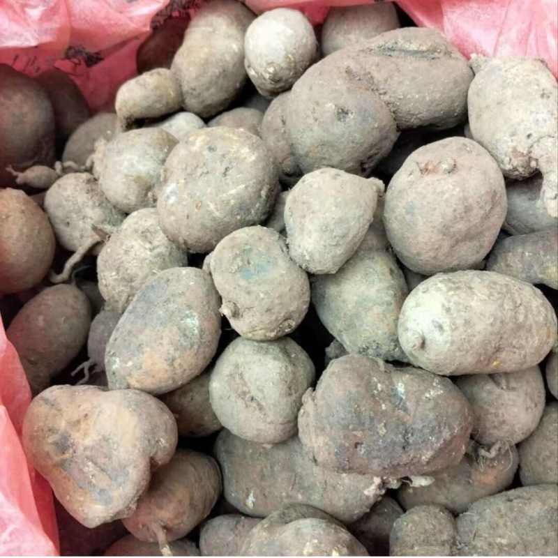 深山新鲜现挖地苦胆中药材金果榄青牛胆九牛胆中草药山慈菇