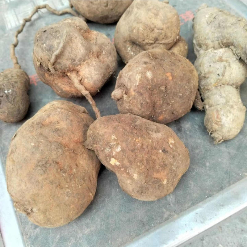 深山新鲜现挖地苦胆中药材金果榄青牛胆九牛胆中草药山慈菇