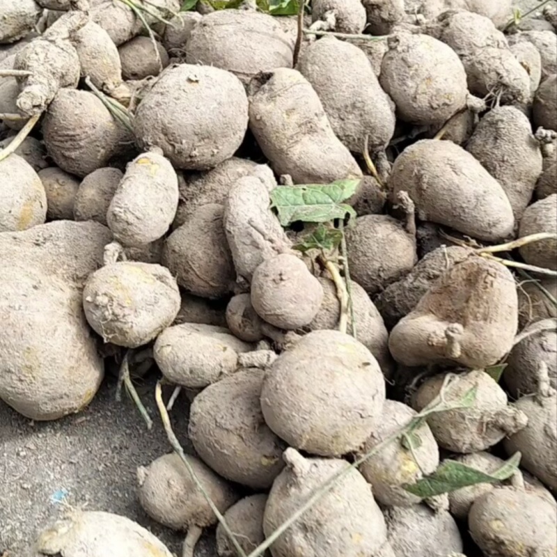 深山新鲜现挖地苦胆中药材金果榄青牛胆九牛胆中草药山慈菇