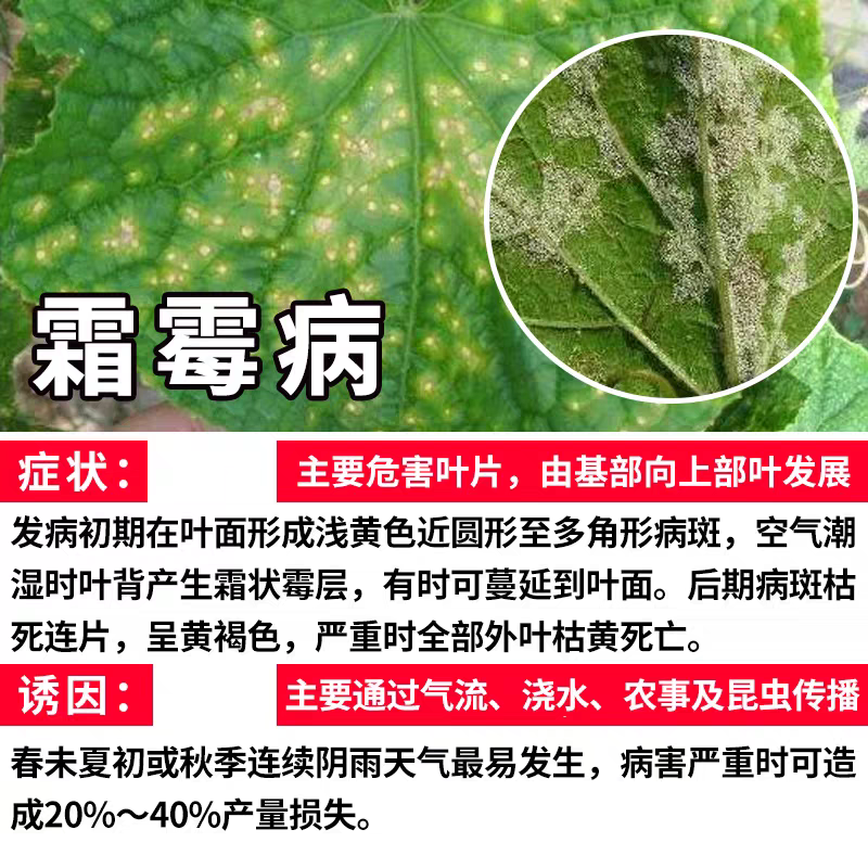 浙农霜翼双非40%氟吡菌胺烯酰吗啉黄瓜霜霉病专用农药杀菌