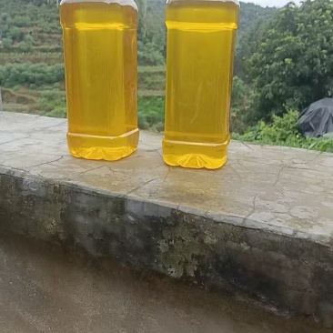 广西农家瑶山老品种山茶油
