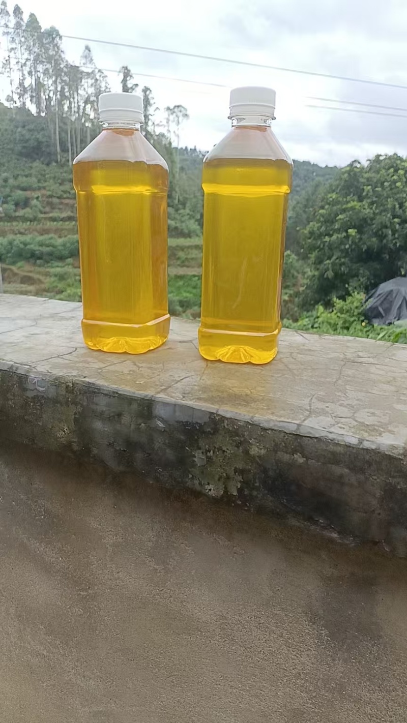 广西农家瑶山老品种山茶油