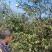 广西农家瑶山老品种山茶油