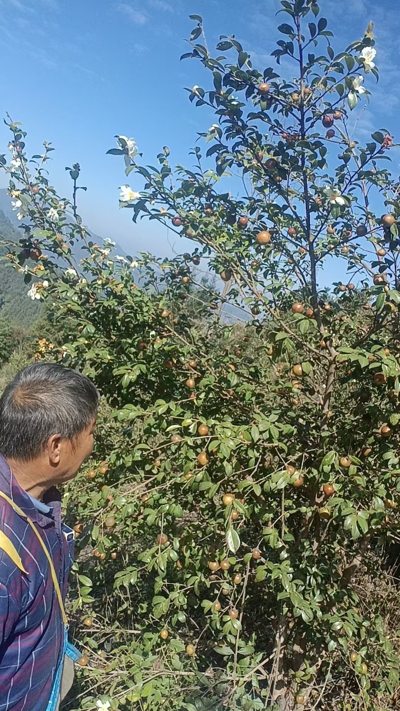 广西农家瑶山老品种山茶油