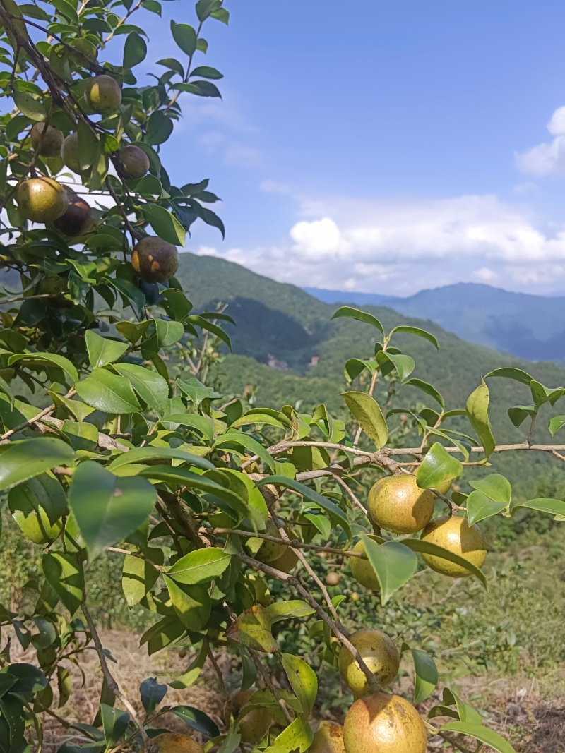 广西农家瑶山老品种山茶油