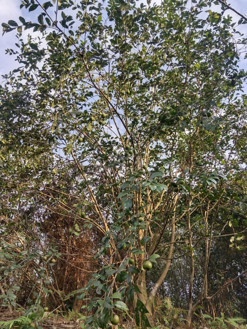 广西农家瑶山老品种山茶油