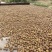 广西农家瑶山老品种山茶油