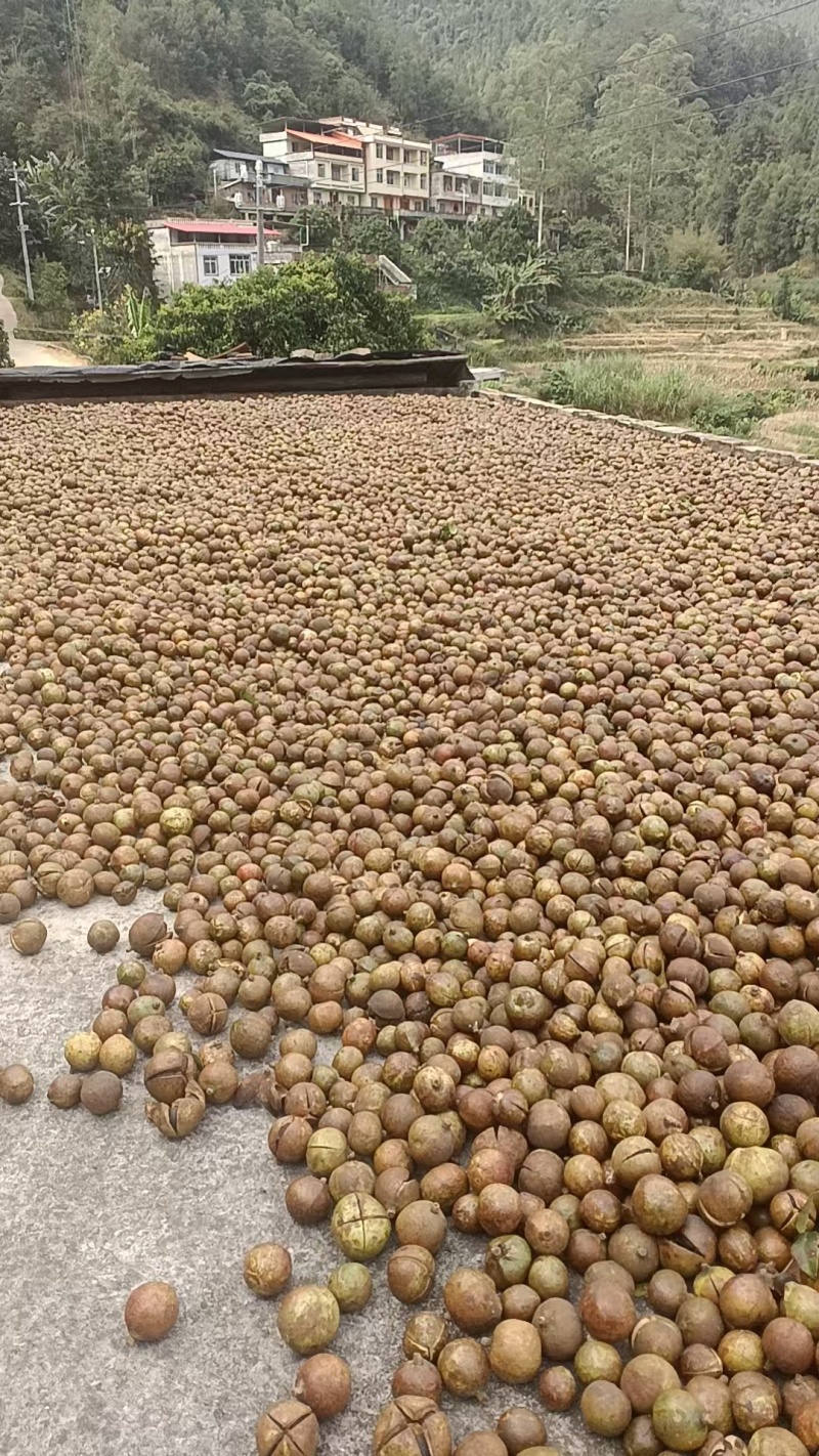 广西农家瑶山老品种山茶油