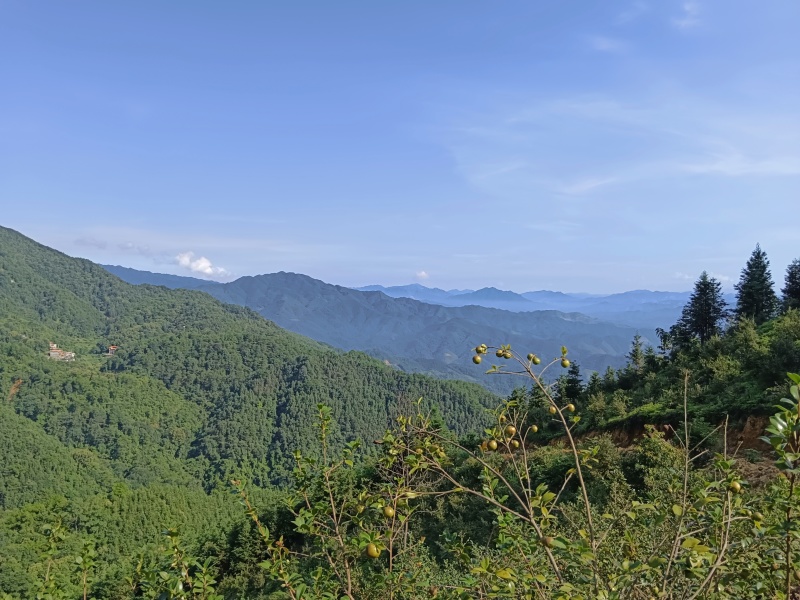广西农家瑶山老品种山茶油