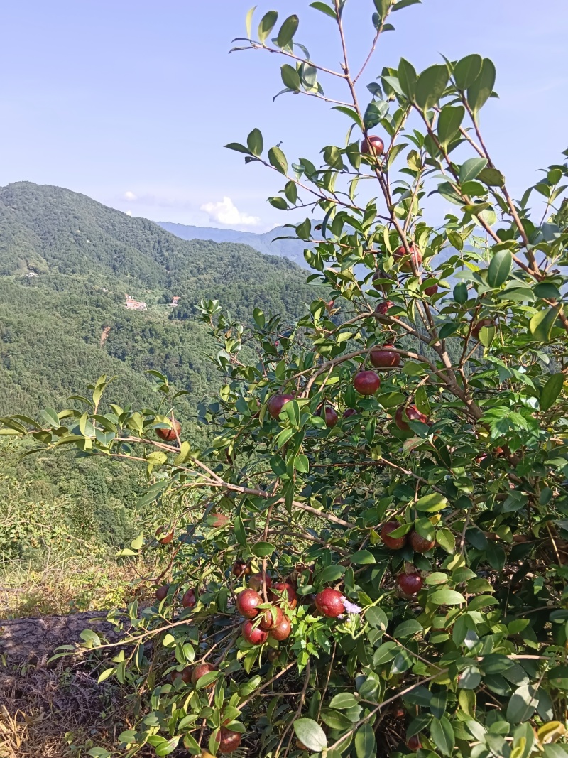 广西农家瑶山老品种山茶油