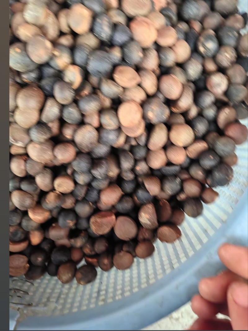 江西自榨山茶油纯正土茶油月子油湖南油茶籽油木子油广西山茶