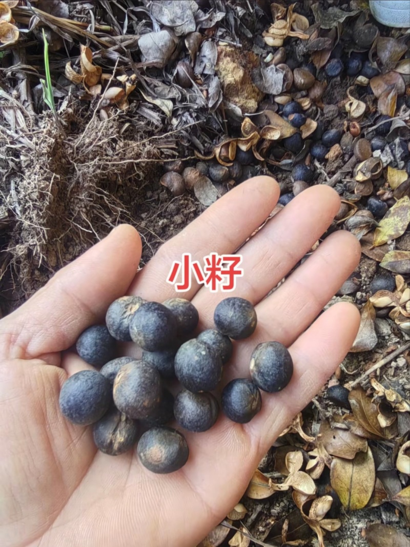 江西自榨山茶油纯正土茶油月子油湖南油茶籽油木子油广西山茶