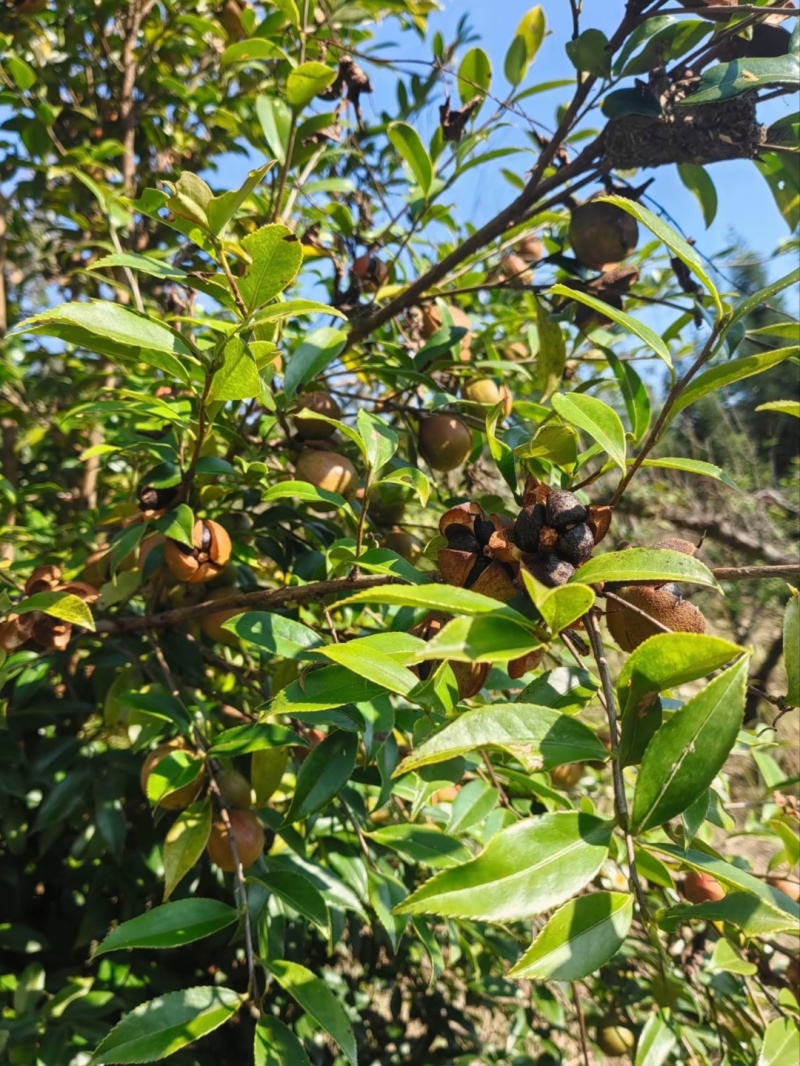 江西自榨山茶油纯正土茶油月子油湖南油茶籽油木子油广西山茶
