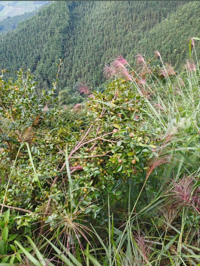 江西自榨山茶油纯正土茶油月子油湖南油茶籽油木子油广西山茶