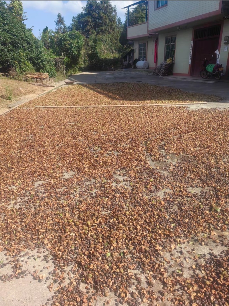 江西自榨山茶油纯正土茶油月子油湖南油茶籽油木子油广西山茶