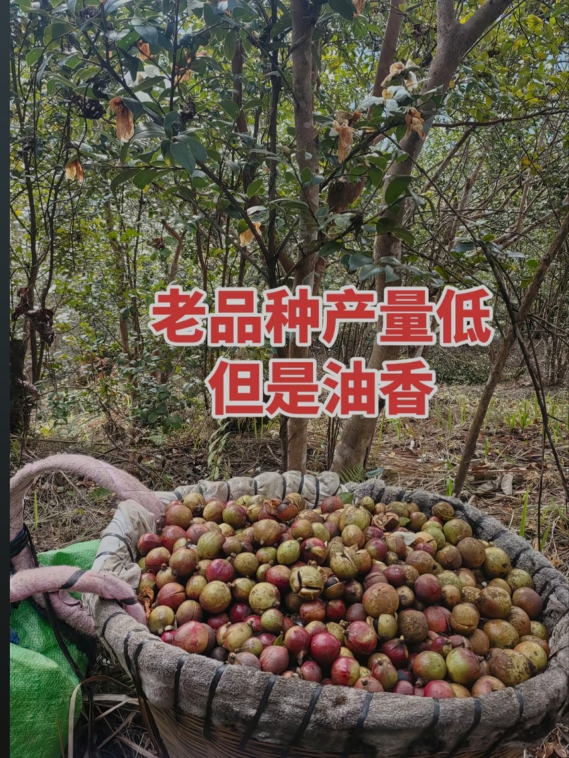 江西自榨山茶油纯正土茶油月子油湖南油茶籽油木子油广西山茶