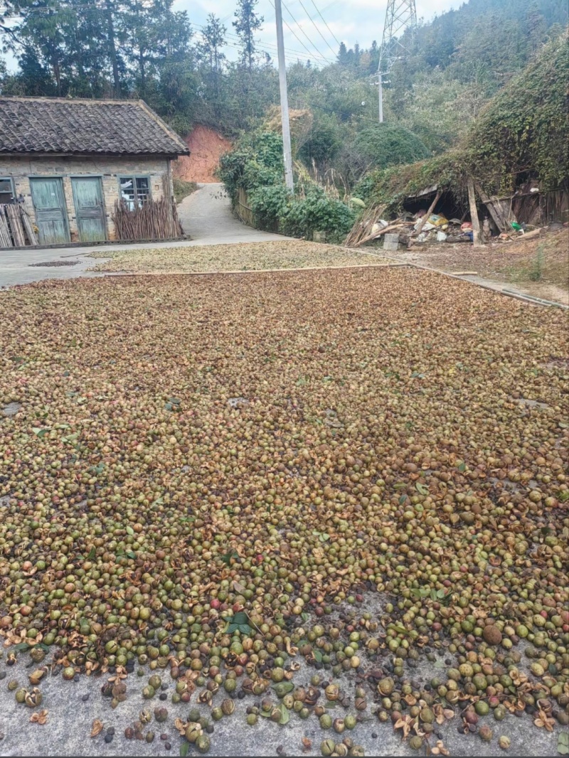 江西自榨山茶油纯正土茶油月子油湖南油茶籽油木子油广西山茶