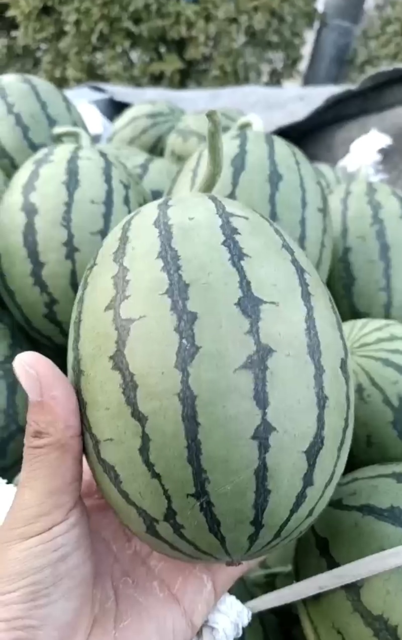 安徽西瓜精品早春红玉产地直发包熟包甜可视频看货