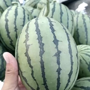 安徽小糖丸西瓜小西瓜基地直发可视频看货保质保量