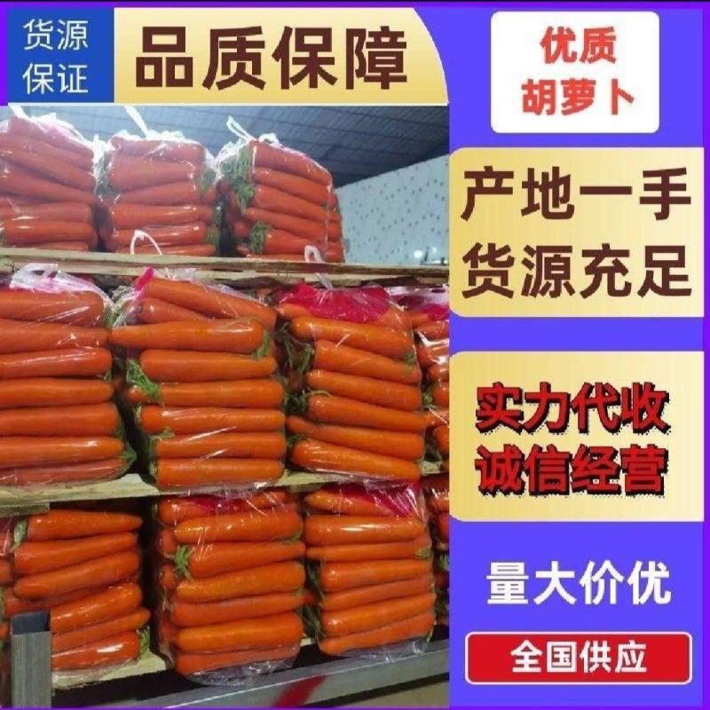 【实力商家】产地直发【诚信经营】保质保量【超市直供】胡萝