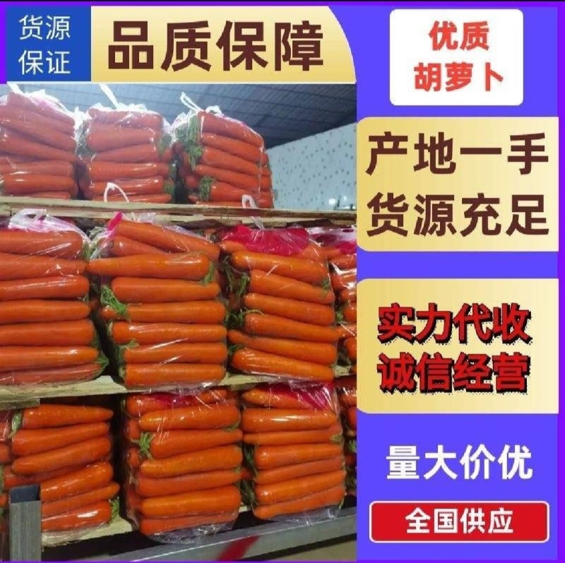 【实力商家】产地直发【诚信经营】保质保量【超市直供】胡萝