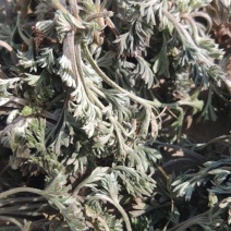 推荐】茵陈白蒿诚信经营量大从优对接全国欢迎咨询