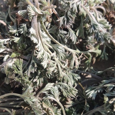 推荐】茵陈白蒿诚信经营量大从优对接全国欢迎咨询