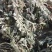 推荐】茵陈白蒿诚信经营量大从优对接全国欢迎咨询