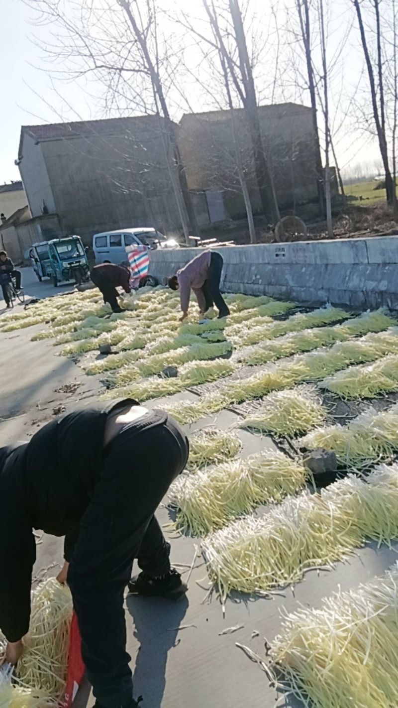 徐州丰县优质头茬二茬韭黄